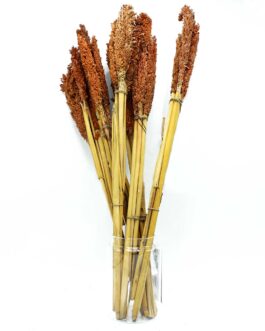 6x Mănunchi de Iarbă de Sorg Bicolor- Ruginiu